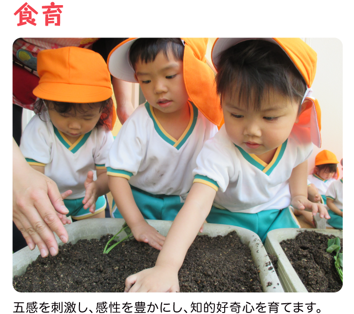 食育　五感を刺激し、感性を豊かにし、知的好奇心を育てます。